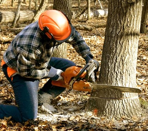 Tree Removal in New Bedford, MA